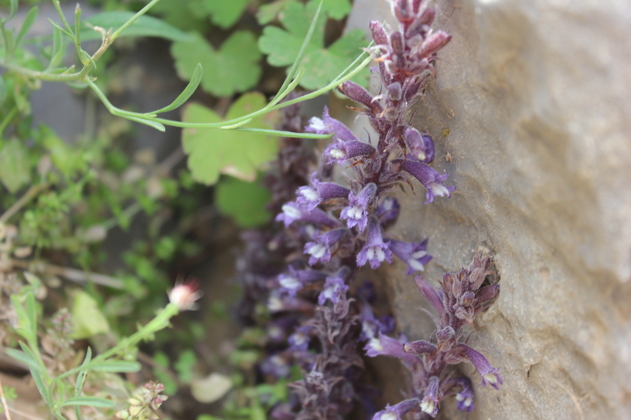 Plant Image